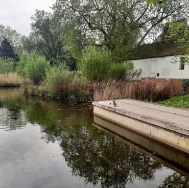 plan d'eau et végétation et canards