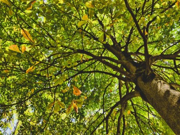 Quels arbres choisir pour la ville de demain?