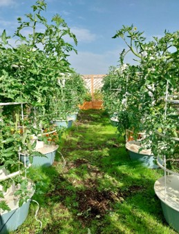 un jardin potager