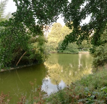 rivière et végétation