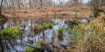 une mare dans une forêt