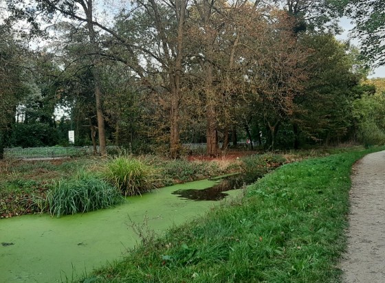 rivière avec lentilles d'eau et végétation automnale