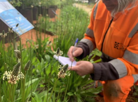 jardin de fleurs allergisantes
