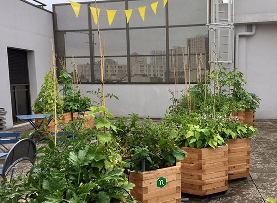 Cueillette urbain alma