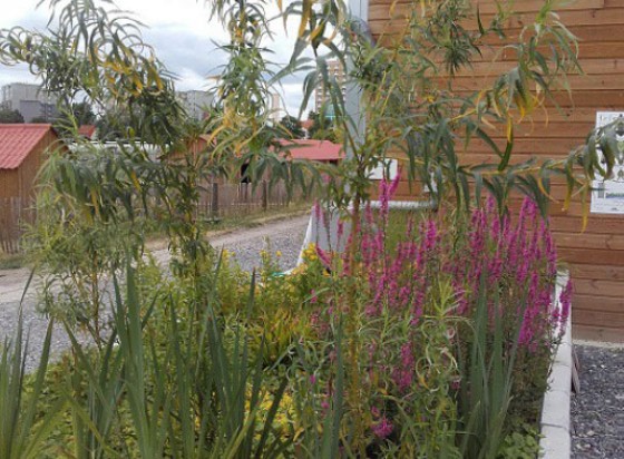 evacuation eau de pluie dans le jardin