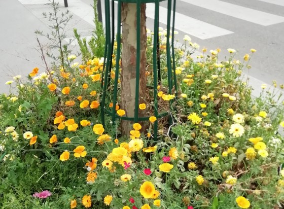 Permis de végétaliser